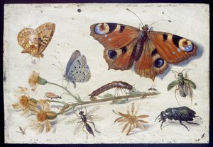 Three Butterflies, a Beetle and Other Insects, with a Cutting of Ragwort